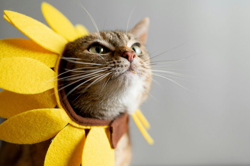 a kitty wearing a sunflower hat